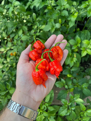 Carolina Reaper Pepper Seeds