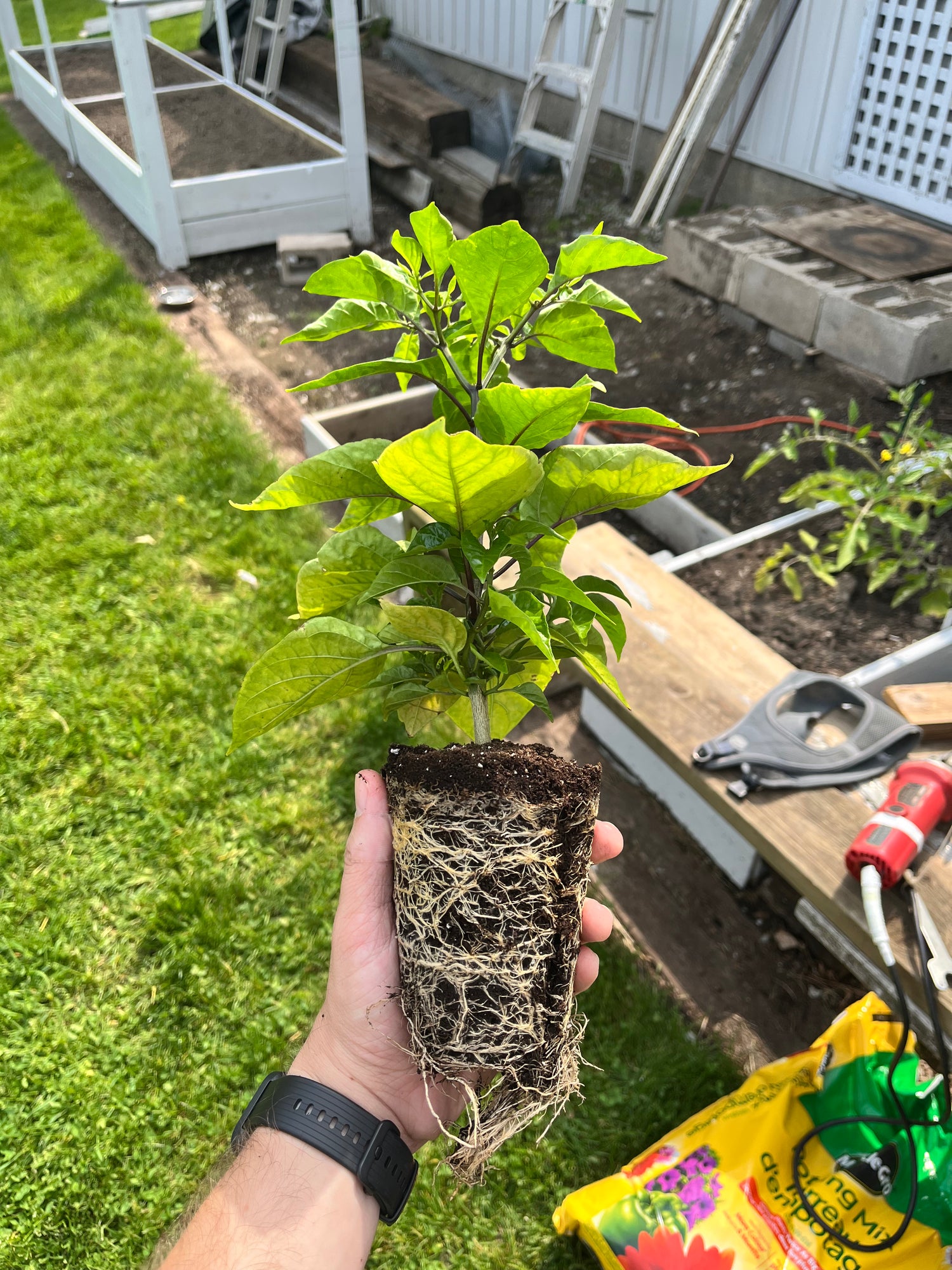 Ark Pepper Co. Pepper Plants Kawartha Lakes Lindsay Ontario